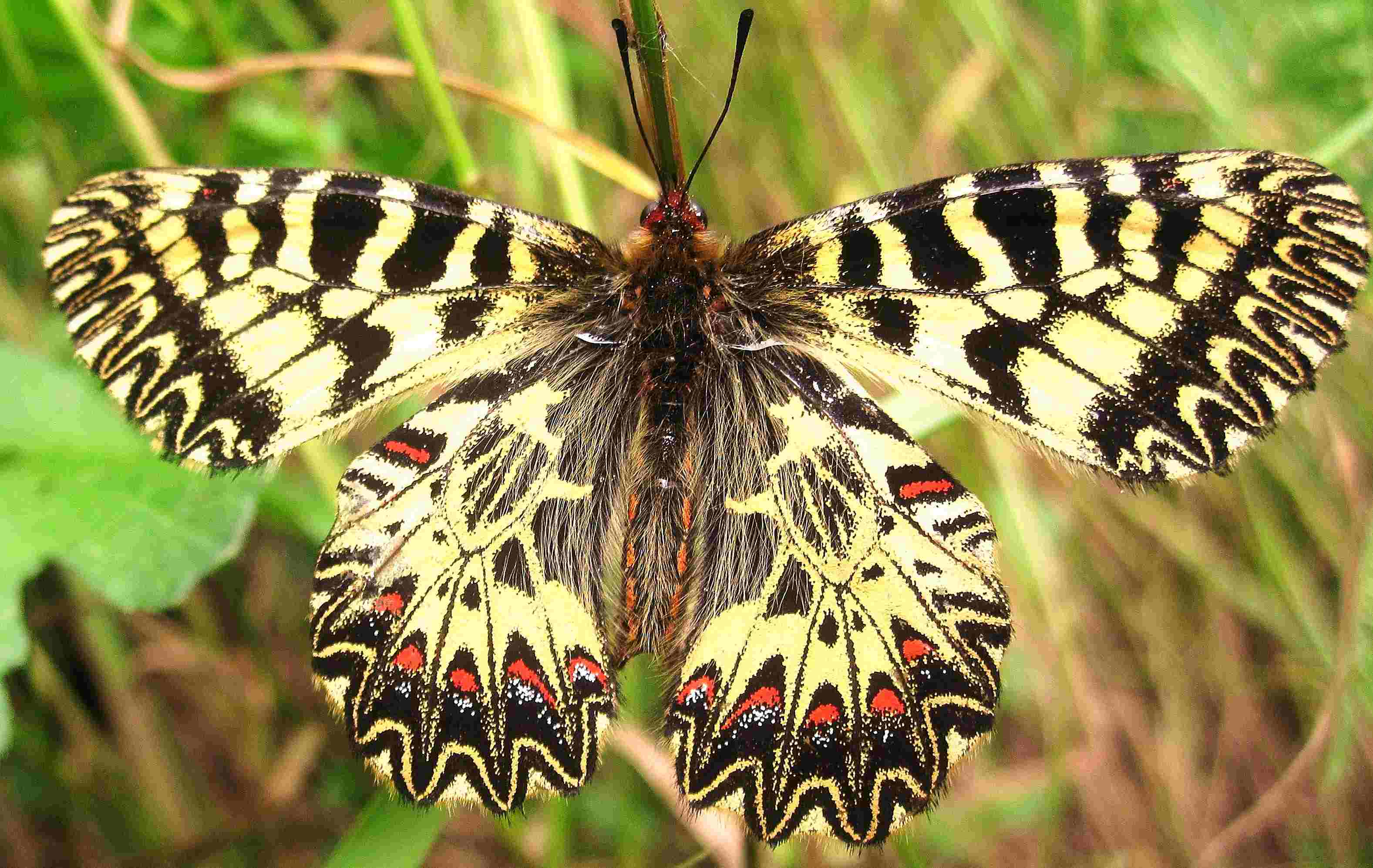 Zerynthia polyxena